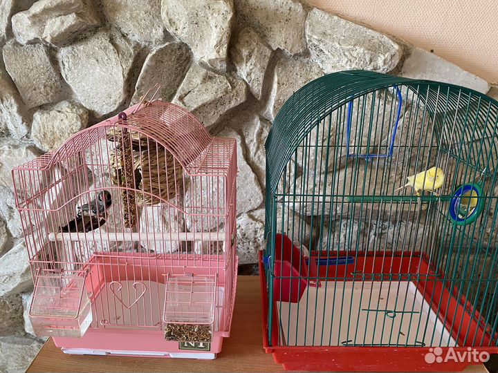 Продам птиц