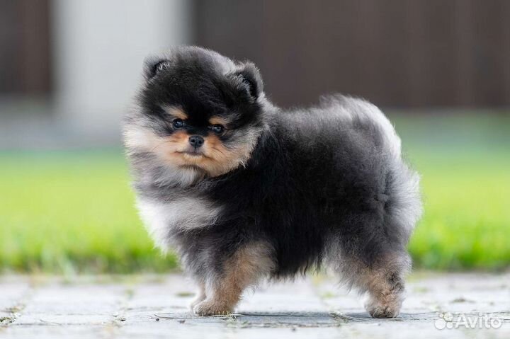 Померанский шпиц