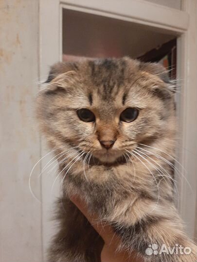 Коты в добрые руки