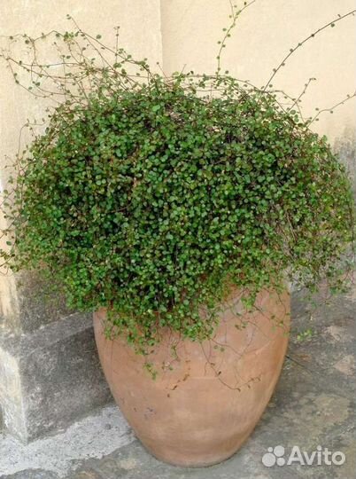 Мюленбекия Ампельная/почвопокровник