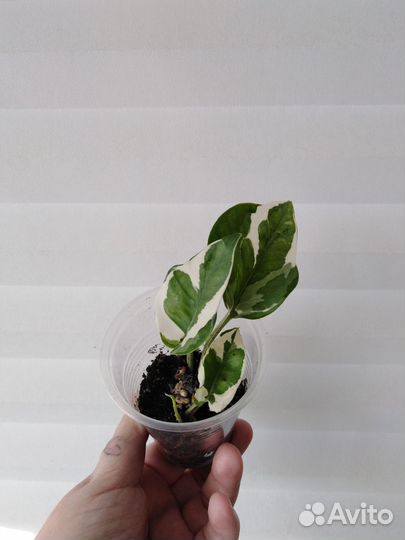 Сциндапсус энджой