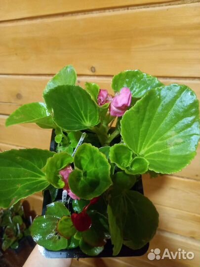 Бегония вечноцветущая, махровая