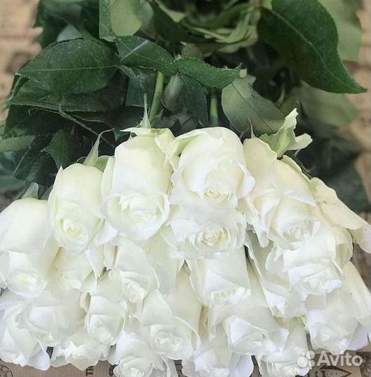 Высокие розы Гигантские розы 110