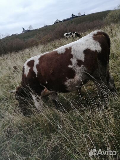 Бычки и быки на мясо