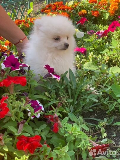 Щенки белого шпица