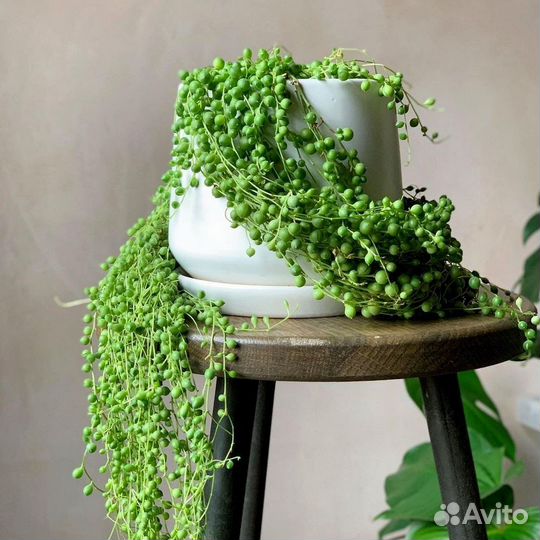 Крестовник роули