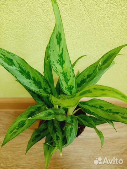 Аглаонемы разные