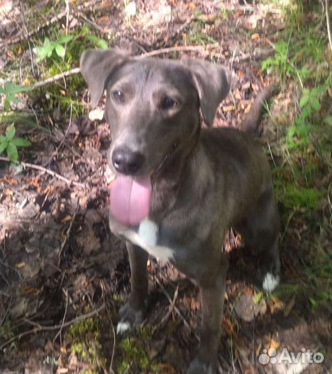 Собака в добрые руки