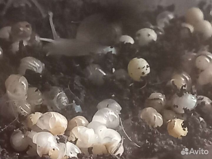 Улитки ахатины