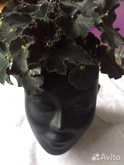 Бегония макулата и федор,чёрная мамба