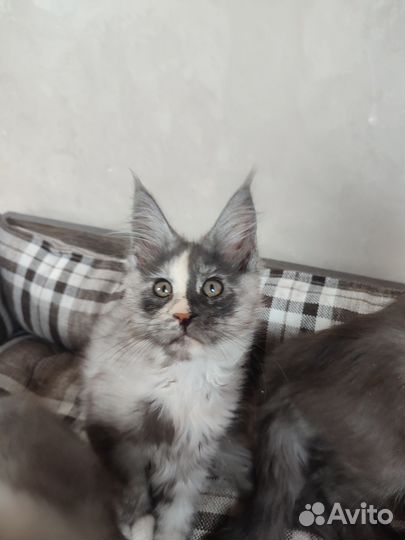 Котята мейн-кун