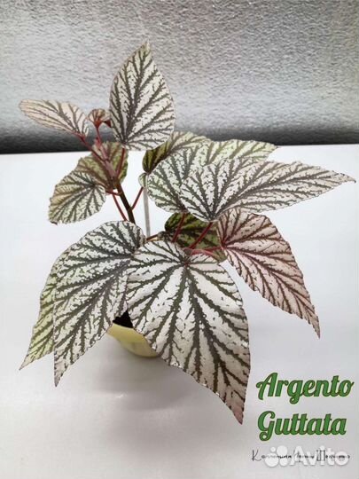 Бегонии тростниковые. Кейн бегонии