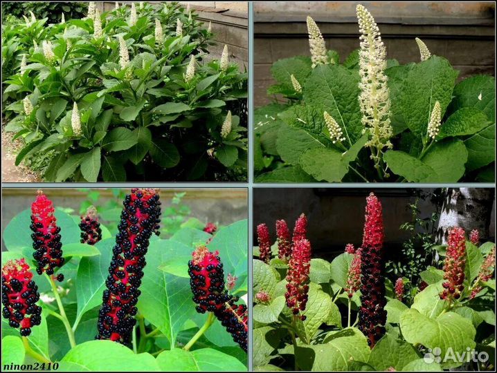 Лаконос американский (фитоллака)