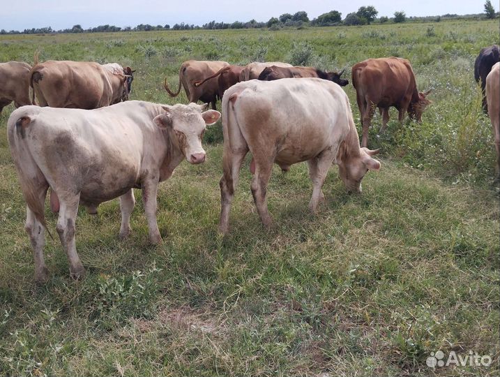 Бычки и быки