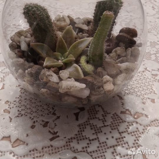 Флорариум,суккуленты