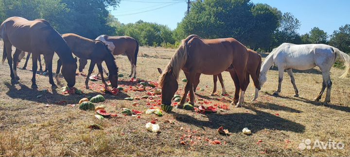 Постой для лошадей