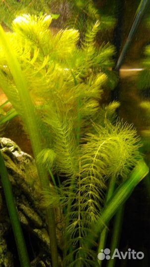 Аквариумные растения