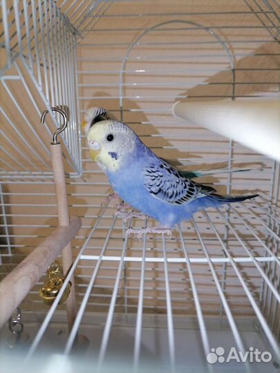 Волнистый попугай с клеткой
