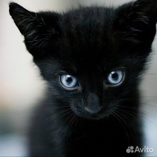 Чёрные котята и котики в добрые руки
