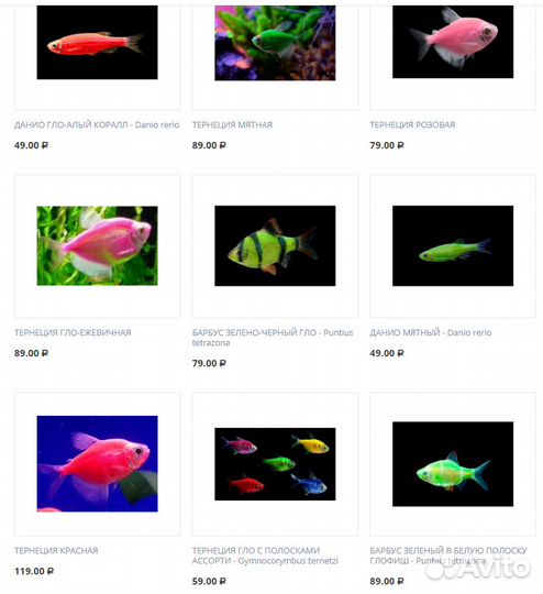 Glofish Глофиш тернеция данио барбус лабео
