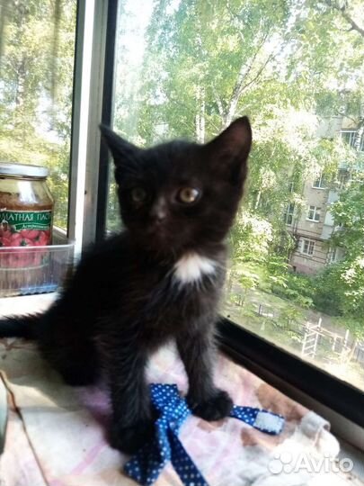 Кошка в дар бесплатно