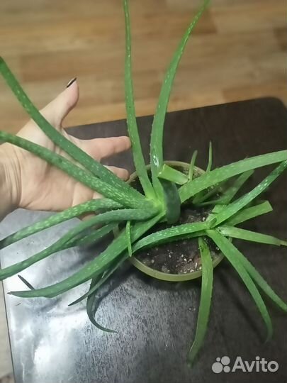 Алоэ столетник