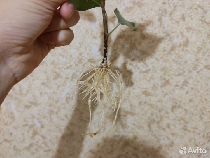 Фикус бенджамина