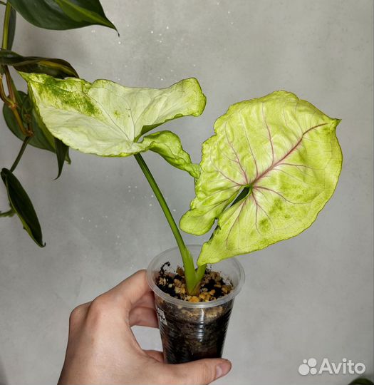 Сингониум биколор,триколор,голд,пинк мини,роксана