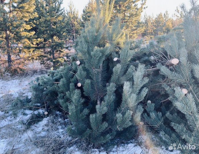 Сосна сентябрьская пушистая опт