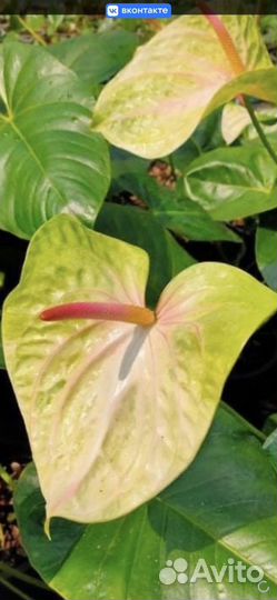 Антуриум Акура