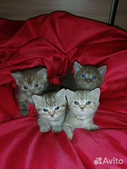 Британские котята