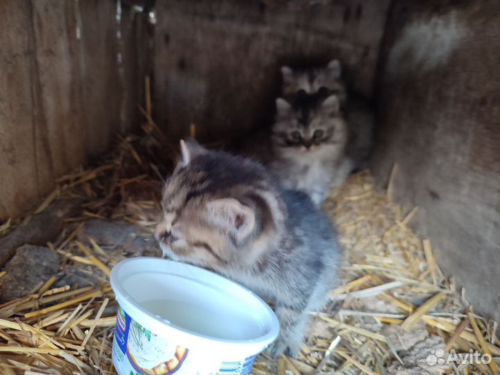 Котята отдам бесплатно
