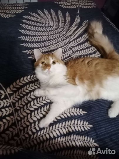 Котик ищет дом