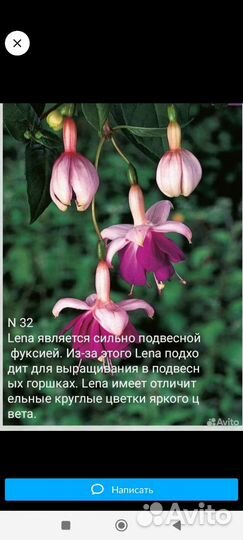 Фуксия сортовая укорененая