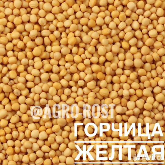 Горчица белая/желтая