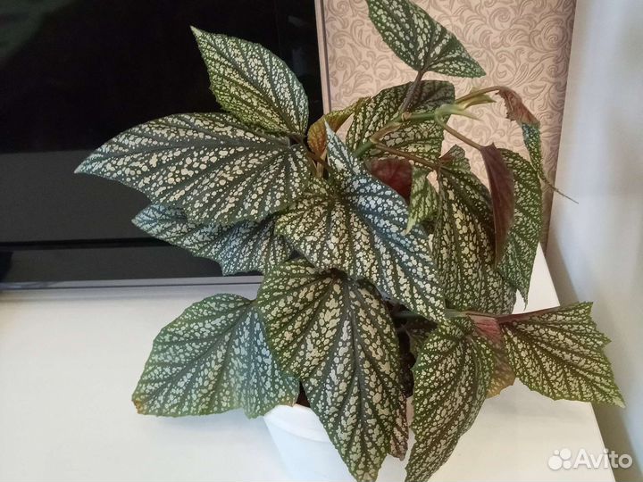 Спатифиллум,Бегония серебристо крапчатая