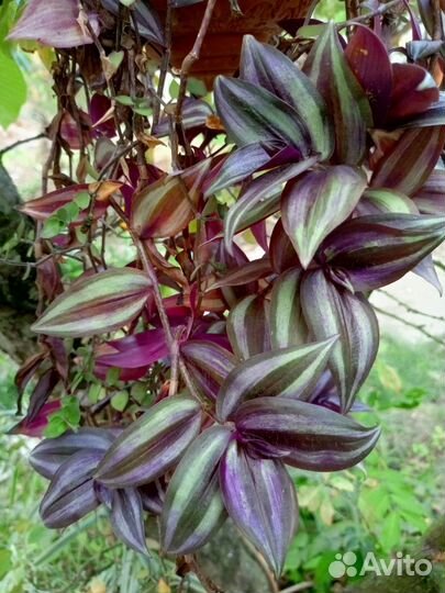 Традесканция