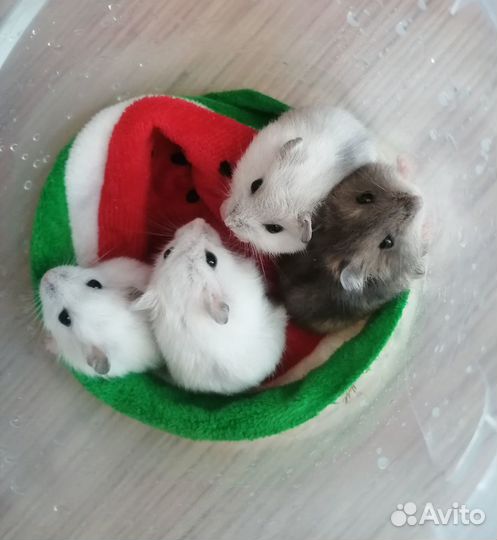 Хомяк