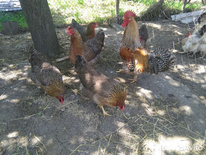 Инкубационное яйцо. Цыплята.Куры