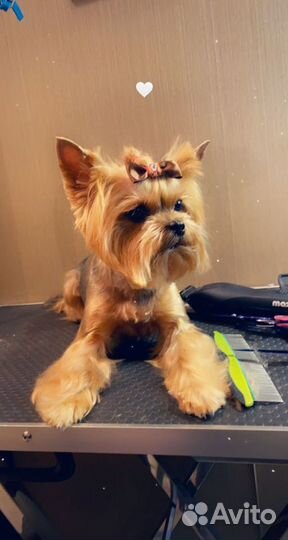 Стрижка собак и кошек Грумер в Люберцах