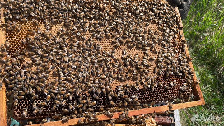 Продам пчелосемьи, пчелы