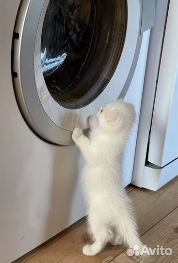 Котята шатланские вислоухие + метис