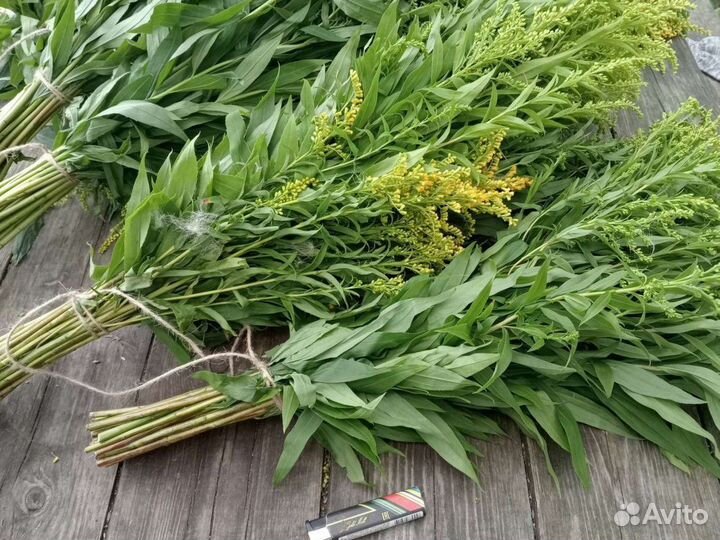 Золотарник (солидаго)