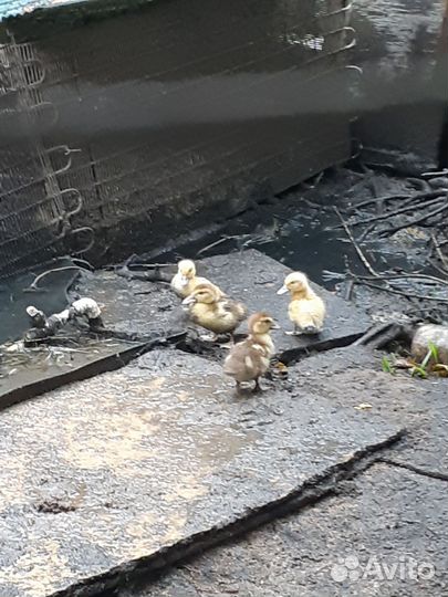 Утки шипуны