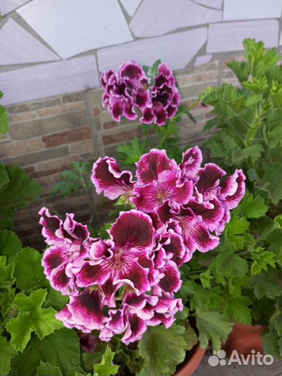 Королевская пеларгония