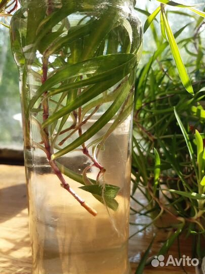 Гвоздика ампельная комнатная горшечная