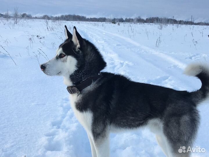 Кобель на вязку