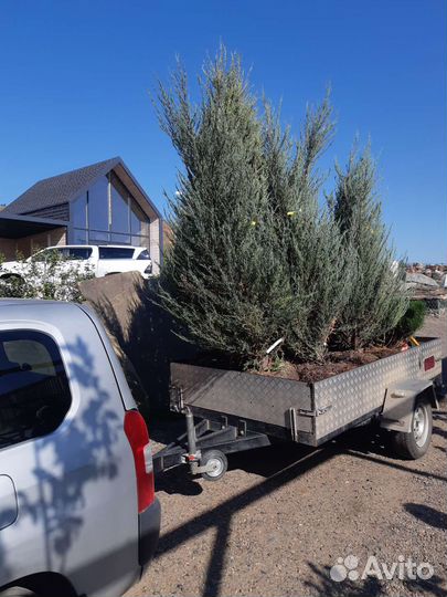 Можжевельник скальный Блю Эрроу