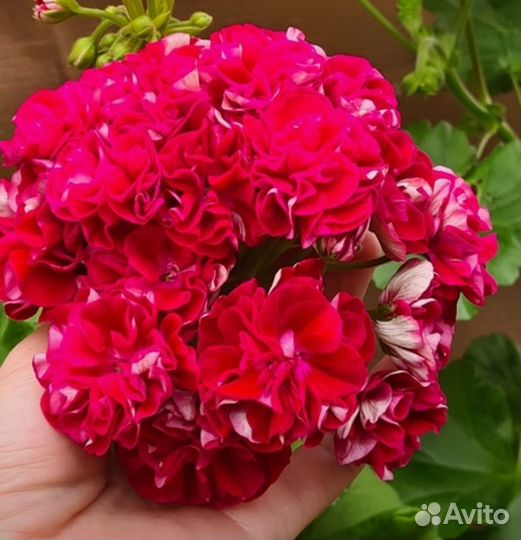 Пеларгония сортовая коллекционная