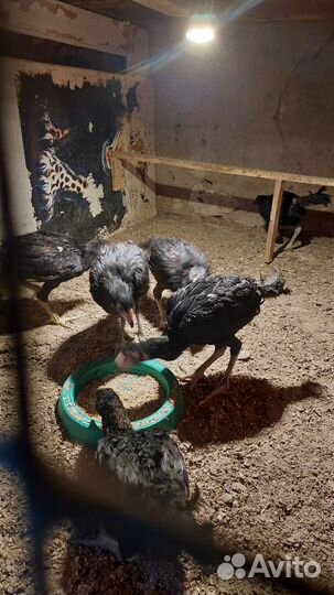 Петухи ухейилюй и Дакан